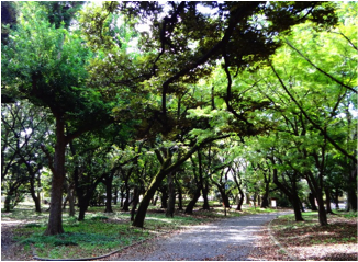 神社の緑道