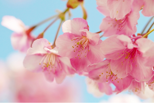 桜の花言葉で心豊かに サイエ Cayest