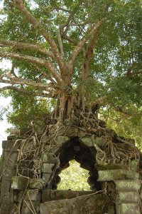 ベンメリア遺跡(カンボジア)