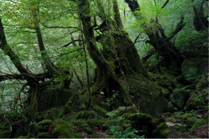 屋久島