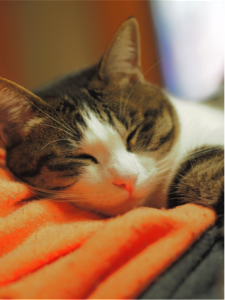 猫